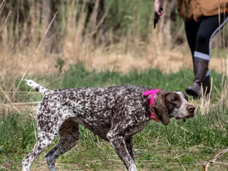Brija German Shorthaired Pointers