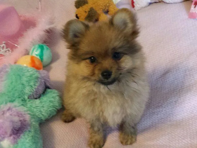 BriKar's Pomeranians