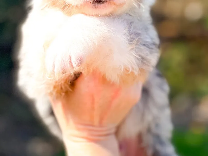 Brilliant Beautiful Australian Shepherds
