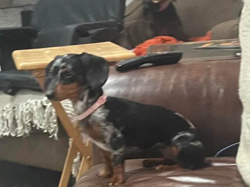 Brimstone Hollow Dachshunds