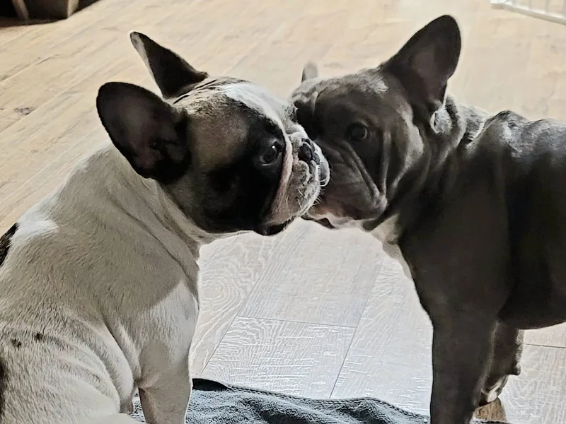 Brindle and Pied Family Frenchies