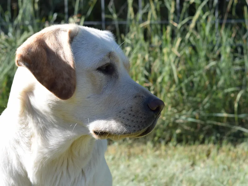 Bringan Labrador Retrievers