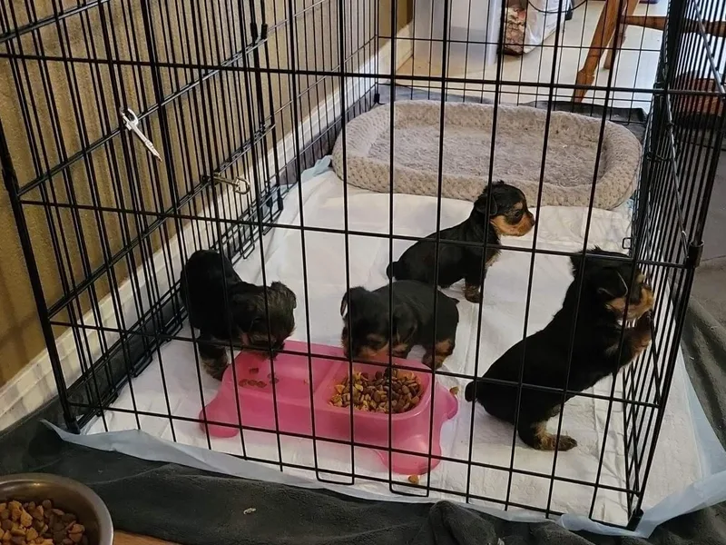 Brinkley Yorkies