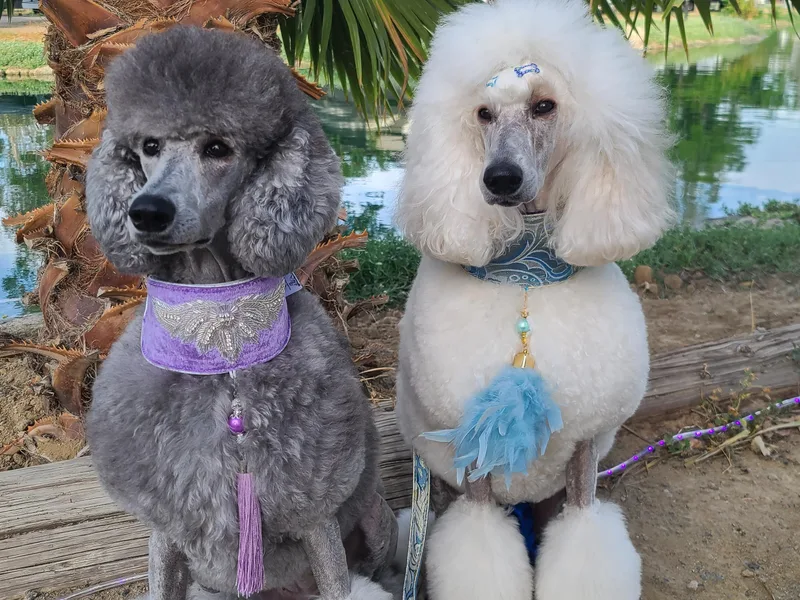 BrioPanache Poodles