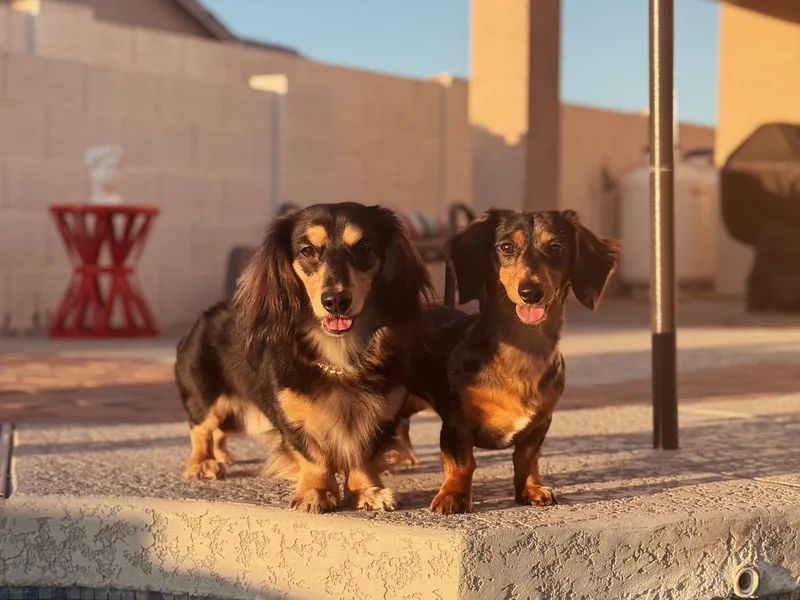 Bris Dachshunds