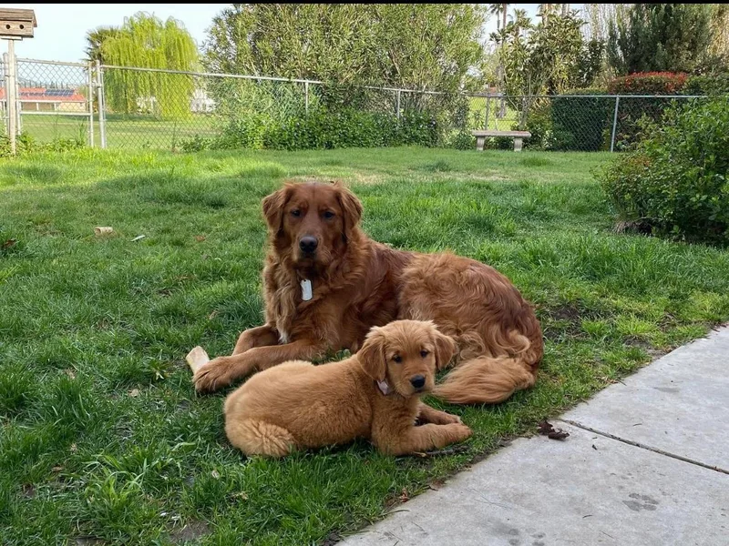 Brisas Goldens