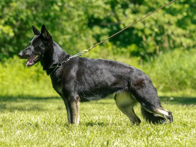 Briskhof German Shepherd Dogs