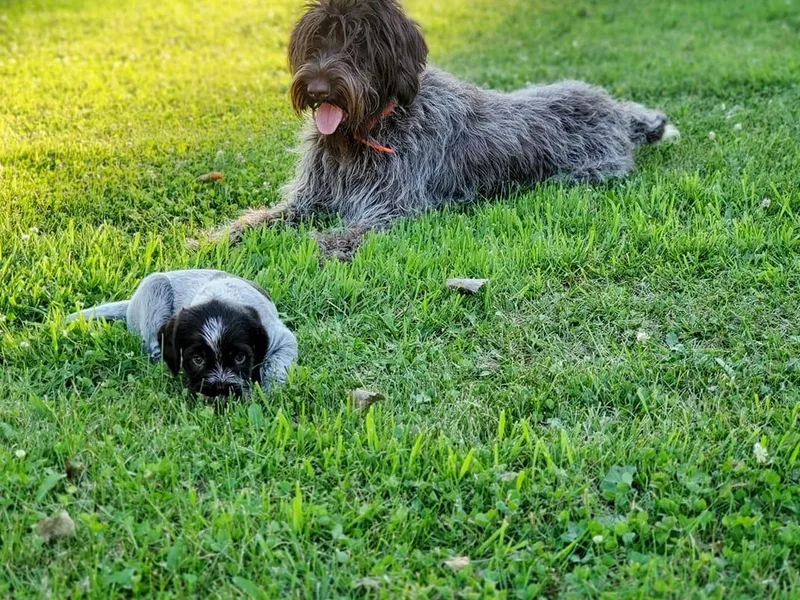 Bristle Creek Wirehaired Pointing Griffons