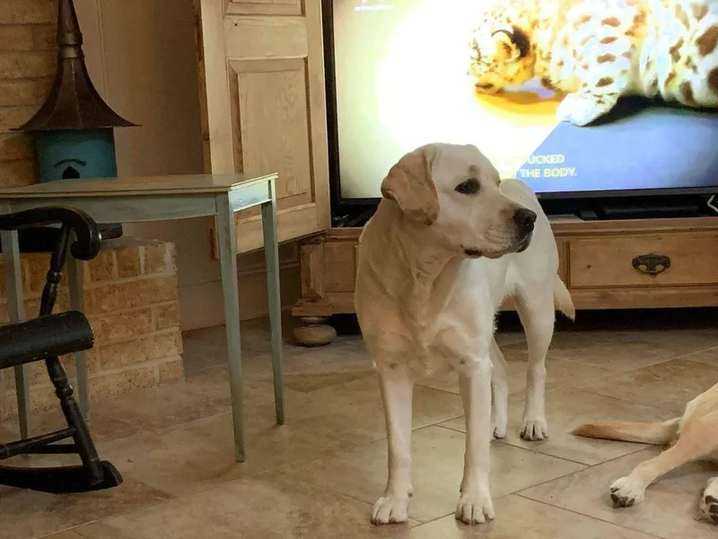 Bristol Bay Labradors