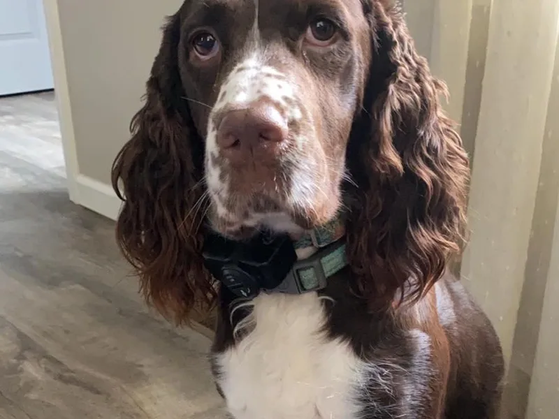 Bristol’s Southern Spaniels