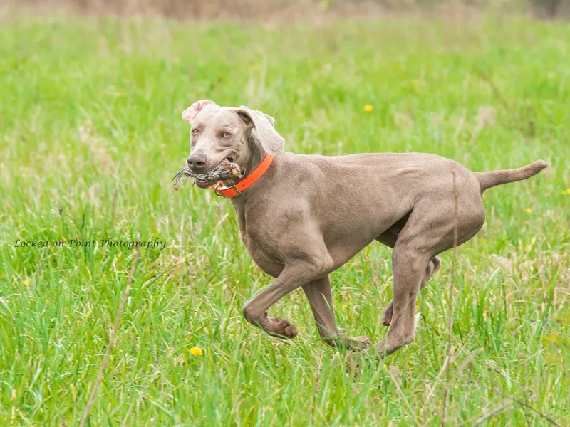 Bristol Weimaraners