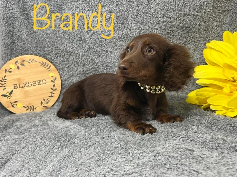 Bristy’s Pampered Pups