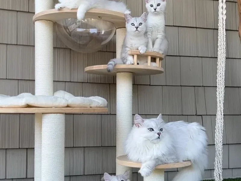 BritishCatsNY photo 1