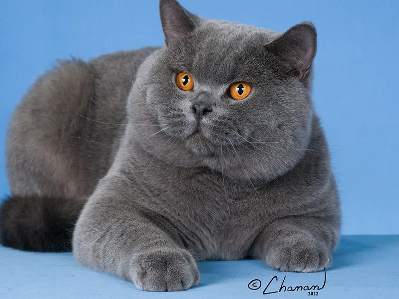 BritishCatsWA