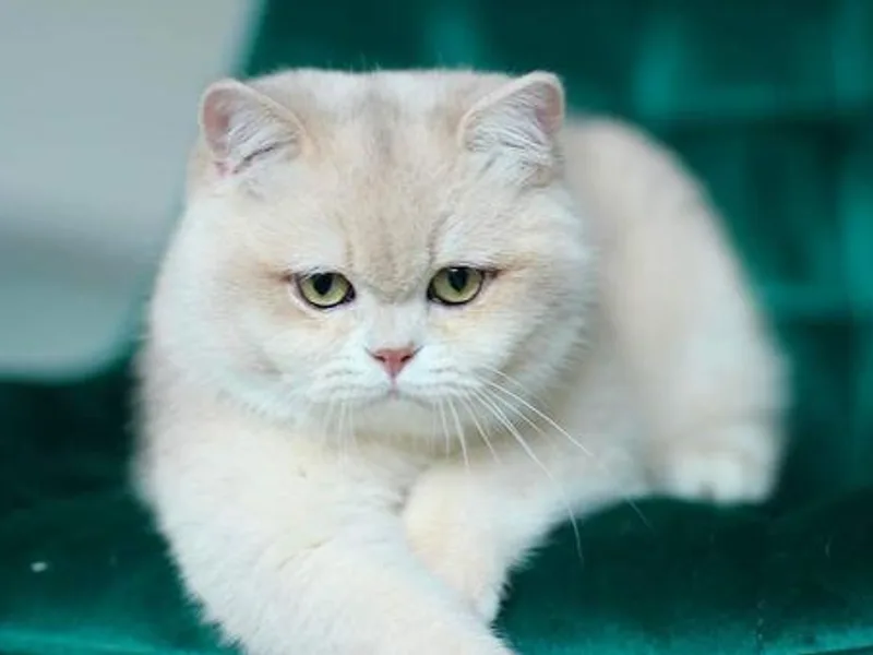 BritishCattery