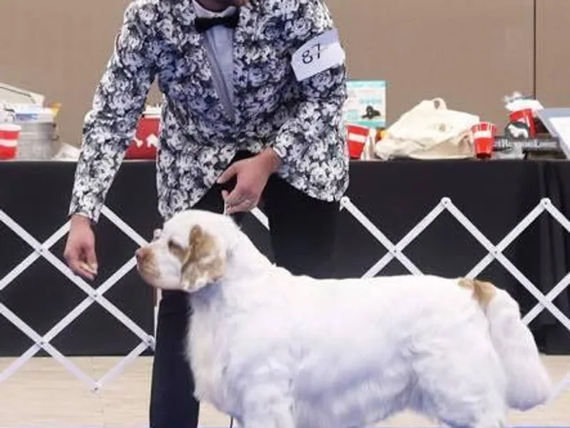 Briton Clumber Spaniels photo 1