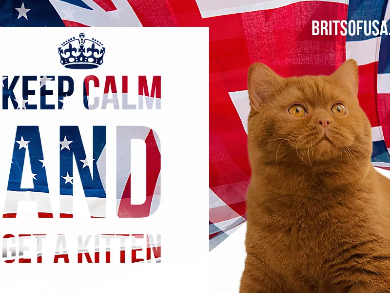 Britsofusa photo 1