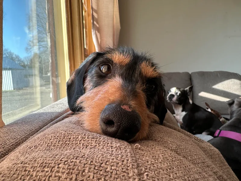 Britt Doxies