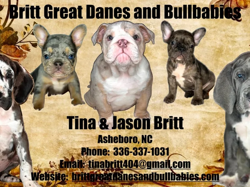 Britt Great Danes & Bullbabies