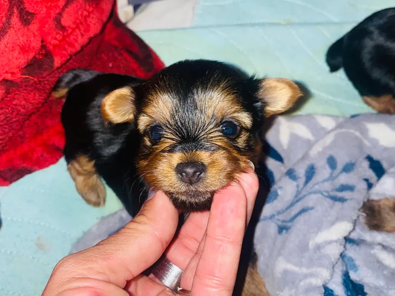 Britt n Cindys Yorkshire Terriers