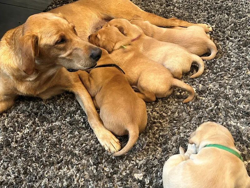 Britt's Labrador Retrievers