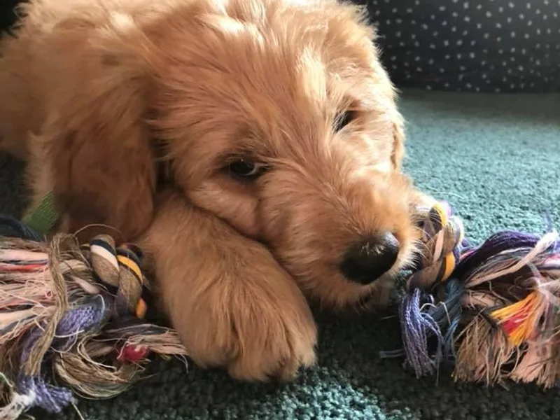 Britta's Goldendoodles