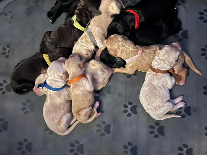 Brittany Braga's Doodles