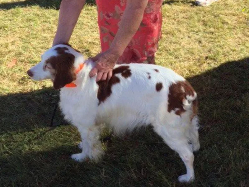 Brittany breeder photo 1