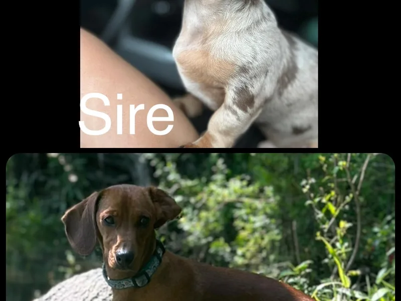 Brittany's Dachshunds