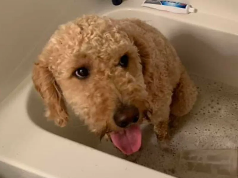 Brittany's Goldendoodles