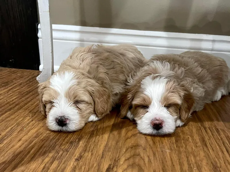 Brittany’s Mini Bernedoodles