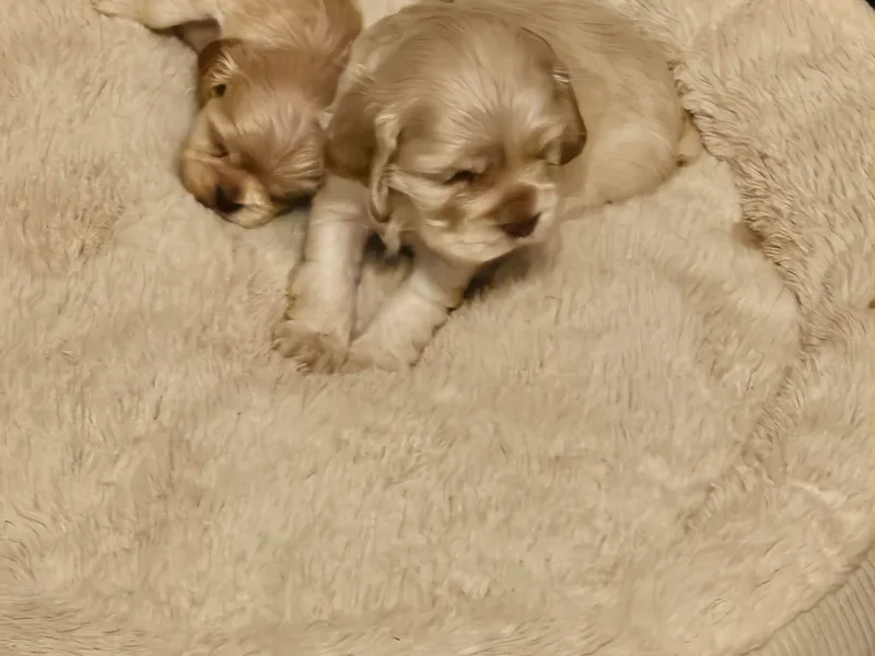 Brittian's Cocker Spaniels