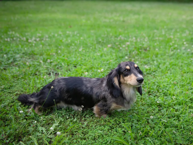 Brittney's Dachshunds