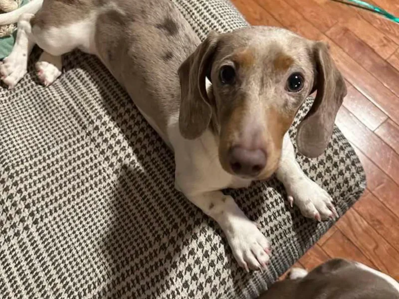 Brittney's Dachshunds