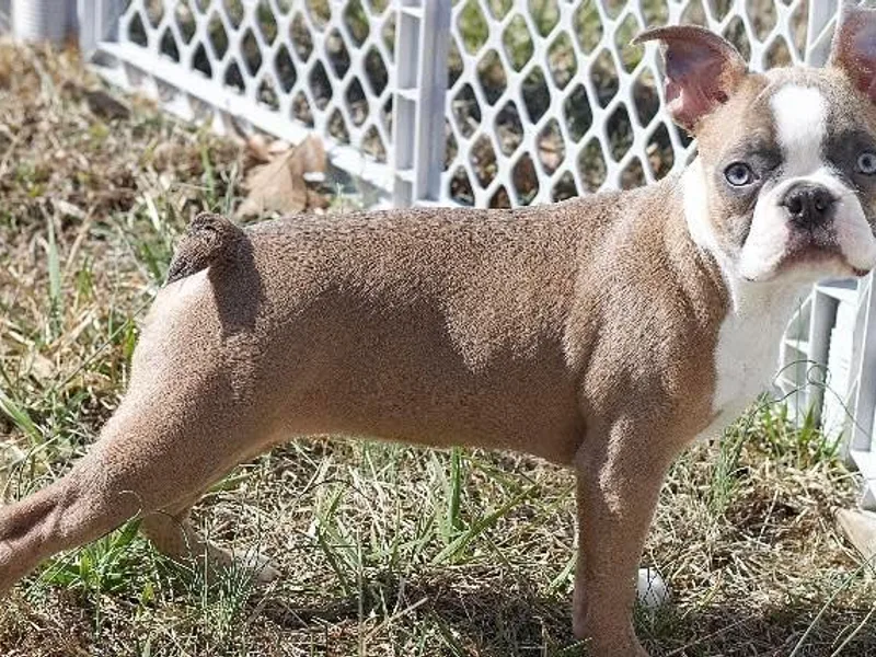Brittney’s Tennessee Terriers