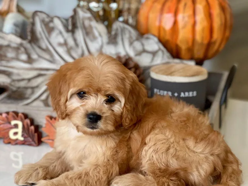 Britts.Darling.Doodles