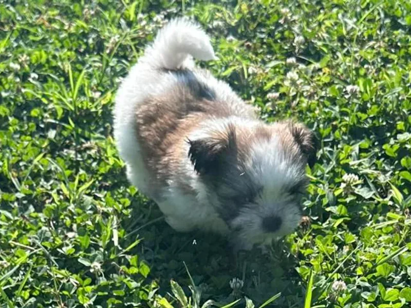 Britz Shihtz for adoption