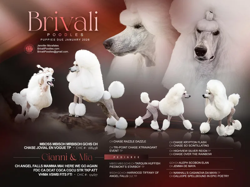 Brivali Poodles