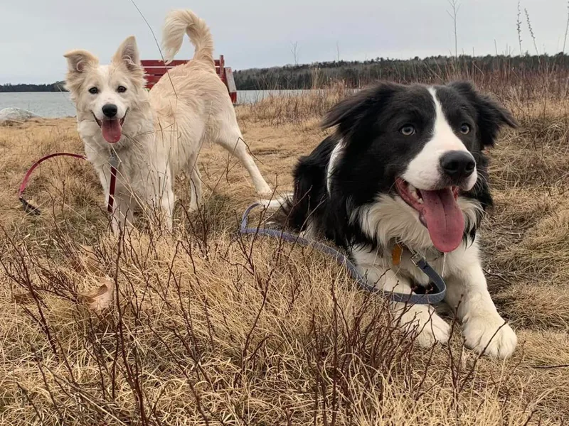 Broad Meadow Borders