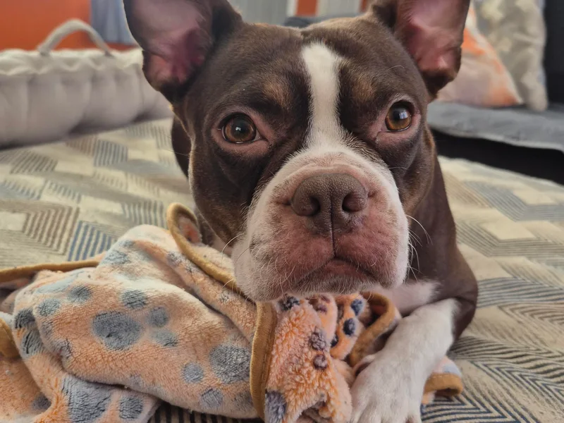 Broadus Boston Terriers