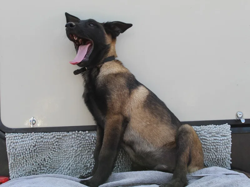 Broadwater K9 photo 1