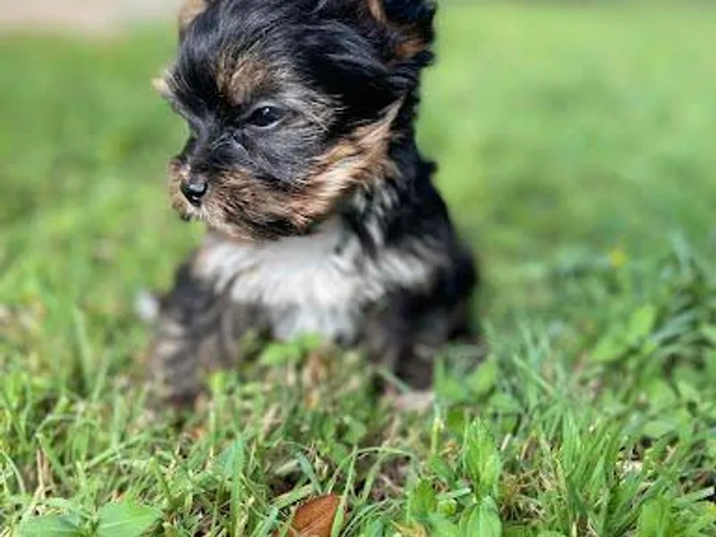 Broadway's Little Blessings