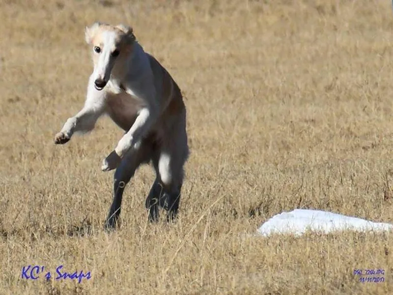 Broadway Silken Windhounds