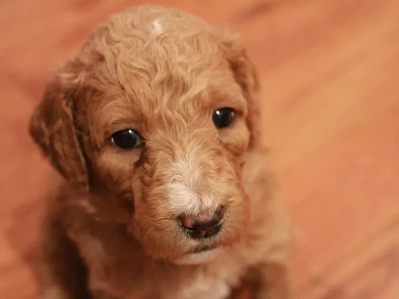 Brock Farm Doodles, LLC