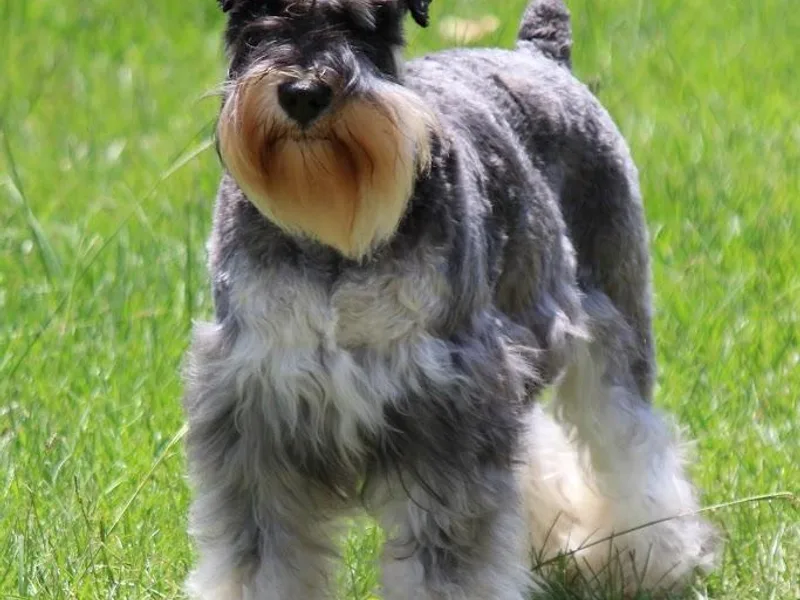 Brock’s  Miniature Schnauzers