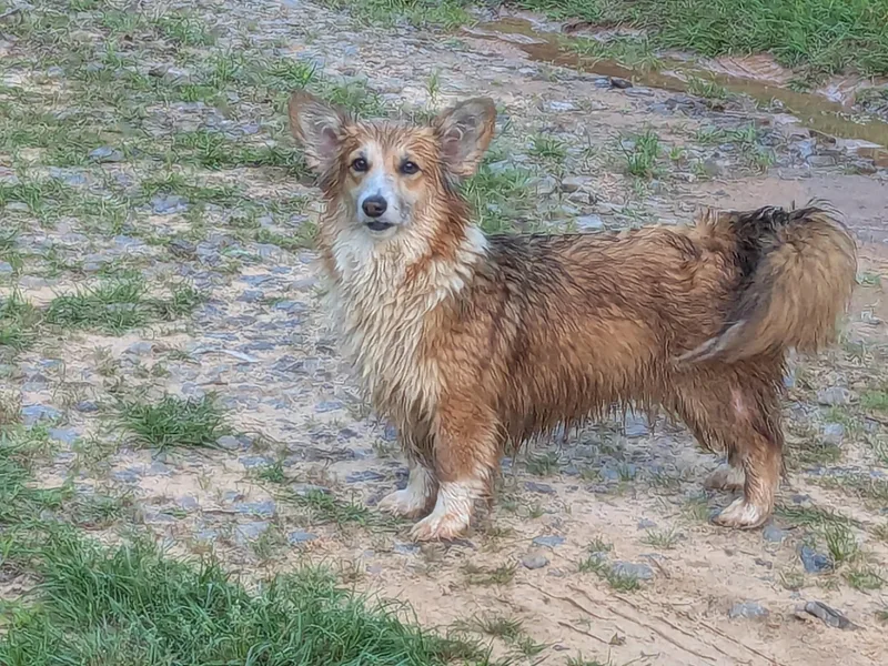 Brockway Creek Corgi's