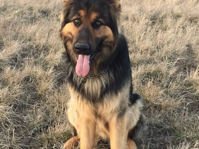 Broken Arrow AKC German Shepherds