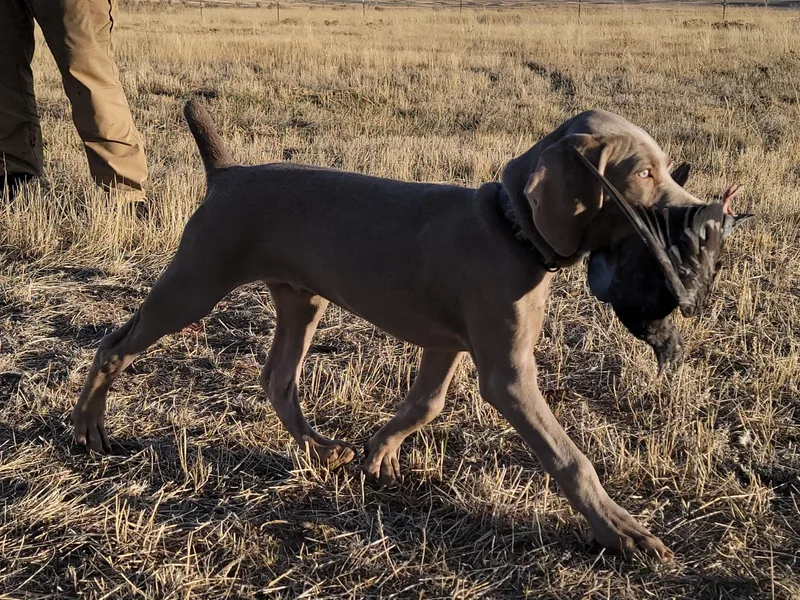Broken J Weimaraners