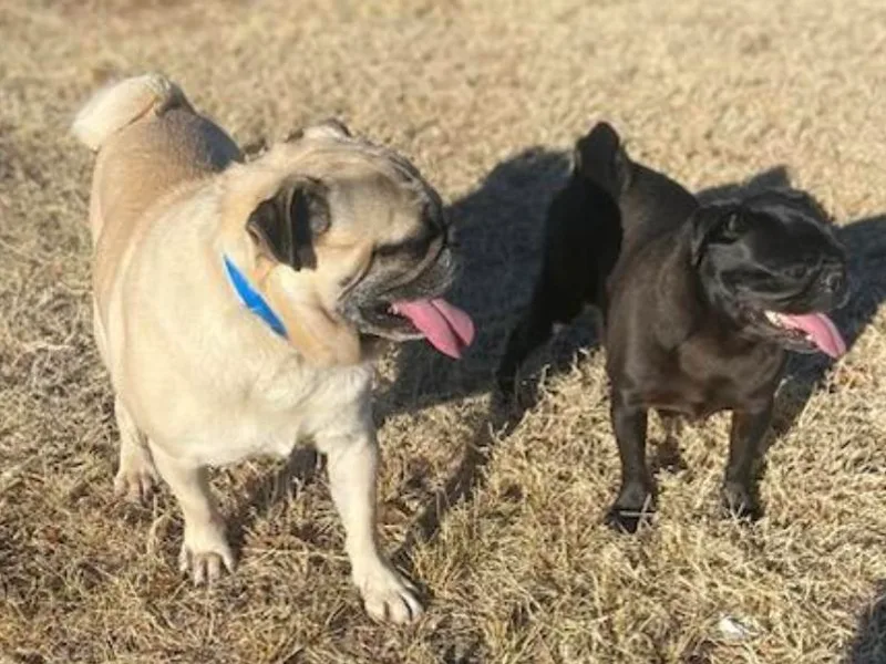 Broken Road Ranch Pugs