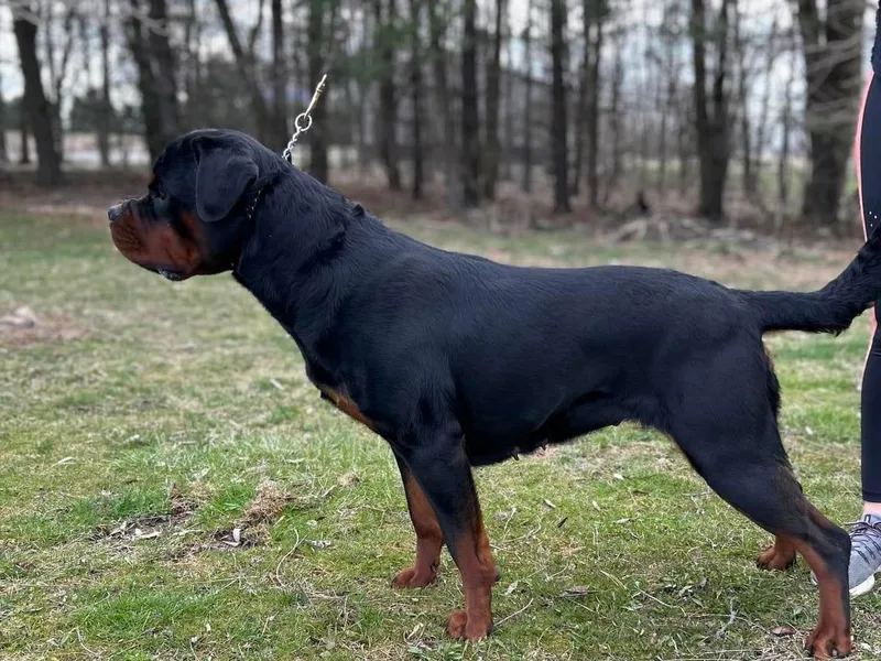 Broken Roots Rottweilers